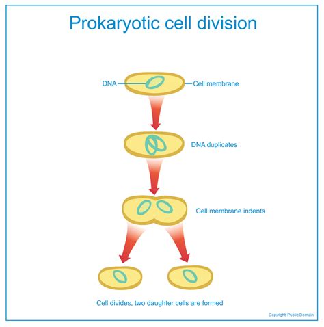 รวมกัน 91+ ภาพพื้นหลัง Prokaryotic Cell มีอะไรบ้าง ครบถ้วน