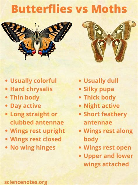 What Is the Difference Between a Butterfly and a Moth?