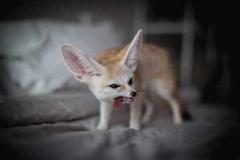 15 Things Fennec Foxes Like to Eat Most (Diet, Care & Feeding Tips)