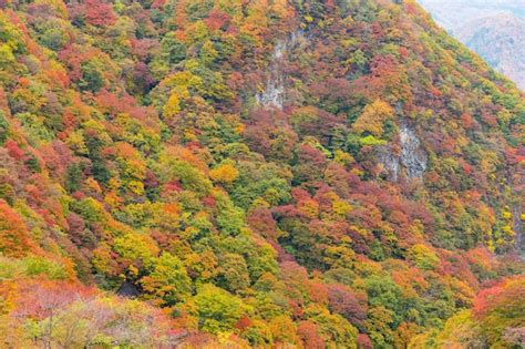 Premium Photo | Mountain forest in autumn