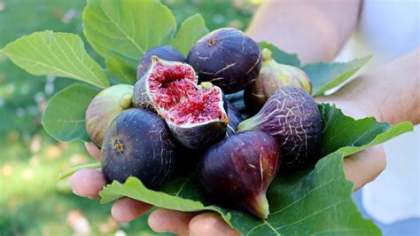 Fresh Figs Vs. Dried: Is There A Nutritional Difference?