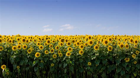 Sunflowers Field Under Blue Sky HD Flowers Wallpapers | HD Wallpapers | ID #38549