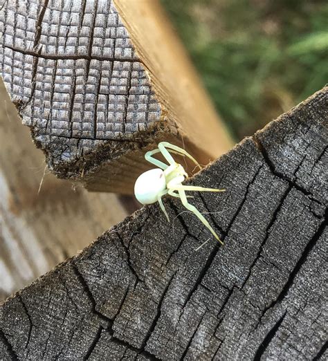 Today I found what appears to be an albino spider. : r/mildlyinteresting