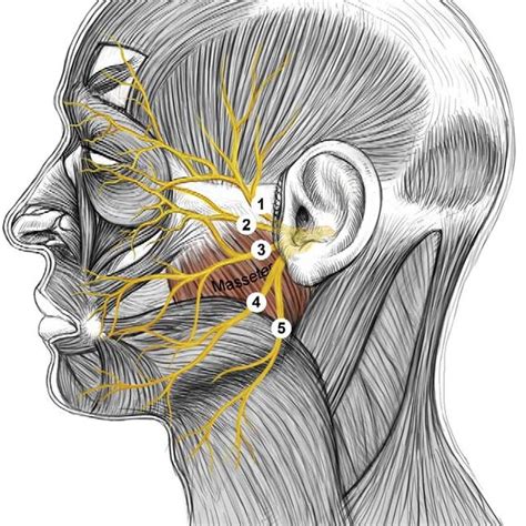 Cutaneous innervation of the face. Ophthalmic nerve (V 1 ), (1a ...