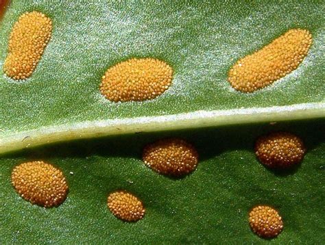 Boston Fern Spores | To solve my online jigsaw puzzle of thi… | Flickr