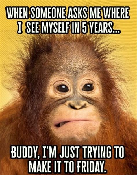 Pin by Mary Miller on Memes in 2020 | Funny monkey memes, Funny friday memes, Monkeys funny