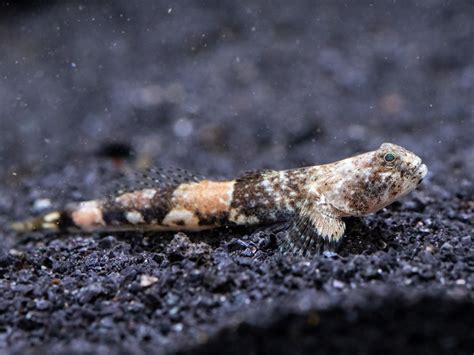 Indonesian Dragon Goby (Schismatogobius risdawatiae) - Aquatic Arts on ...