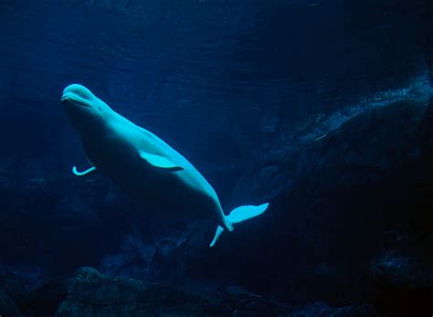 As sea-ice melts, beluga whale migration patterns change | Science ...