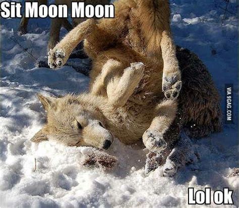 The Best 15 Wolf Moon Moon Meme - climaticsitepics