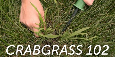 Crabgrass 102: What Happens When Crabgrass Germinates in the Summer ...