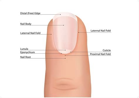 WHAT ARE YOUR FINGERNAILS SAYING ABOUT YOUR HEALTH? | HealthGist.Net