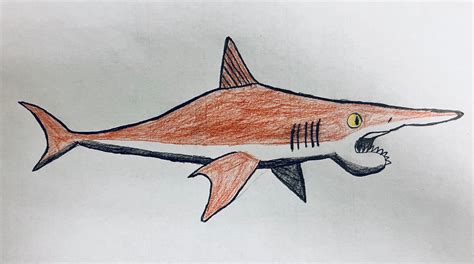 Helicoprion drawing by shark123123 on DeviantArt