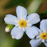 The Alaska State Flower: Forget Me Not