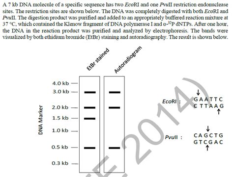 106 questions with answers in RESTRICTION ENDONUCLEASE | Science topic