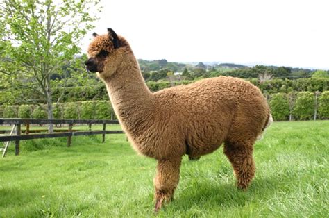 Our Story – Awawaroa Alpacas