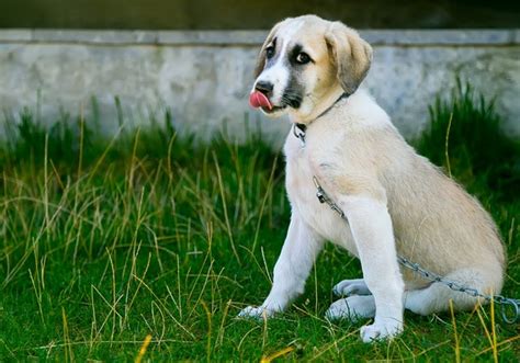 What to Do About Dogs Eating Rocks and Sticks - PetHelpful