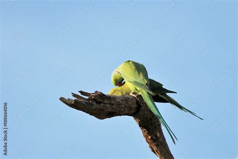 Mating rose-ringed parakeet (Psittacula krameri), known as the ring-necked parakeet, is a ...