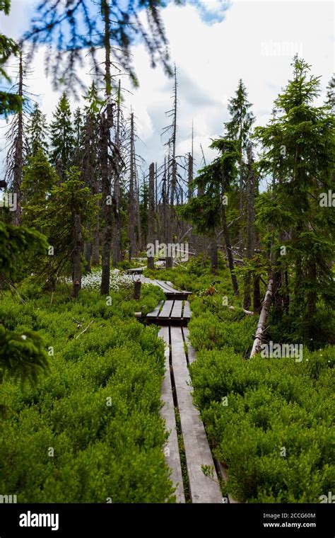 Europe, Germany, Bavaria, Bavarian Forest, National Park, hiking trail ...