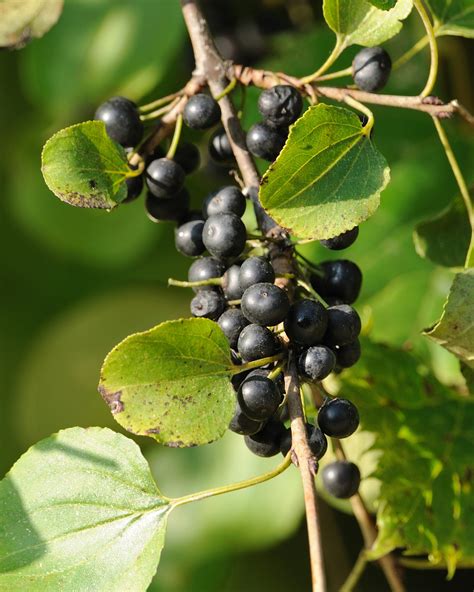 Common Buckthorn (Invasive Species of Ohio) · iNaturalist