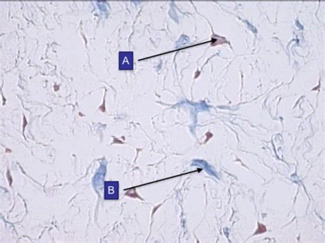 Parker Cells & Tissues Lab Practical 1 Flashcards | Quizlet