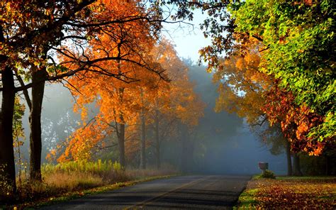 Autumn, forest, trees, red leaves, road wallpaper | nature and landscape | Wallpaper Better