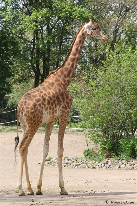 Kordofan Giraffe (Giraffa camelopardalis antiquorum) - ZooChat