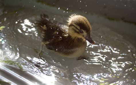 Baby duck swimming (17 pics) | Amazing Creatures