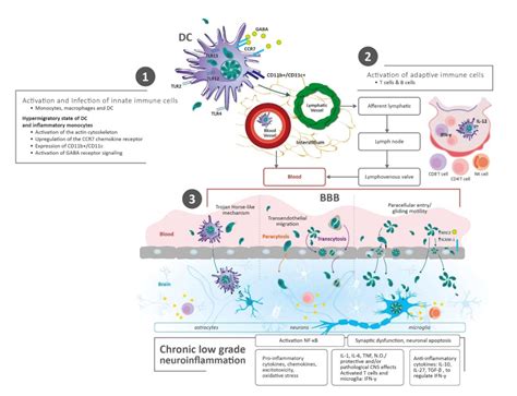 Brain Sciences | Free Full-Text | Pathophysiological Mechanisms of Cognitive Impairment and ...