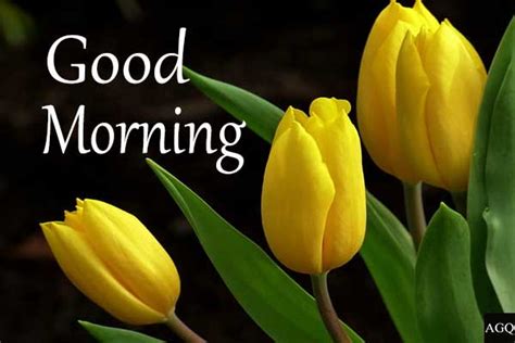 yellow tulip good morning images | Lets Wake Up Early in the Morning