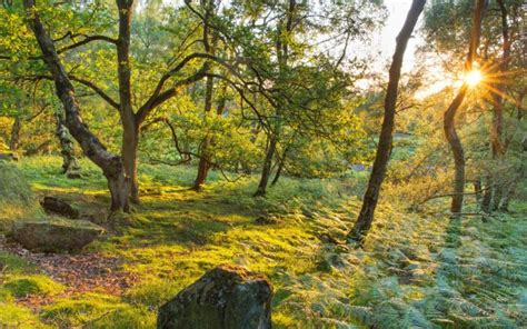 trees, Sunset, Forest Wallpapers HD / Desktop and Mobile Backgrounds