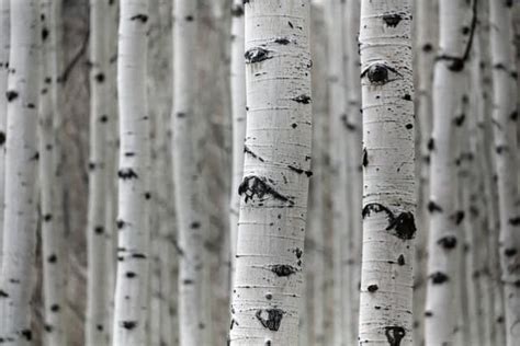 Birch Tree Allergy Symptoms - Superfoodly