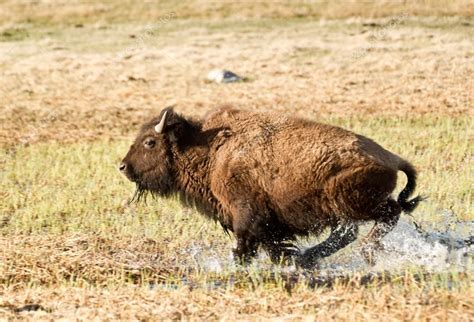 Charging Bison in Yellowstone Park ⬇ Stock Photo, Image by © woodkern ...