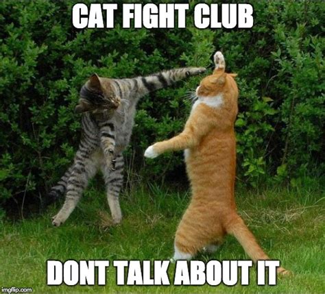 Cat Fight Meme