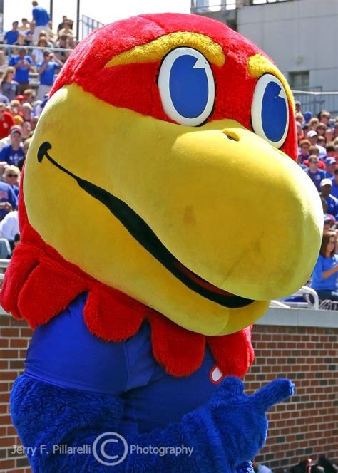 Kansas Jayhawks mascot photo - Jerry Pillarelli photos at pbase.com