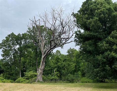 300 Year-Old Linden Oak Tree is Still Standing - Montgomery Community Media