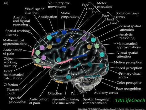 Brain map | TBI Life Coach | Pinterest | Maps