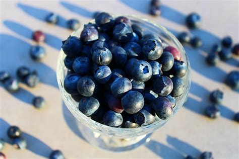 How to Grow Blueberries in Containers — Altifarm Enverde