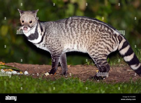 Large Indian civet (Viverra zibetha), Kaeng Krachan, Petchaburi, Thailand Stock Photo - Alamy