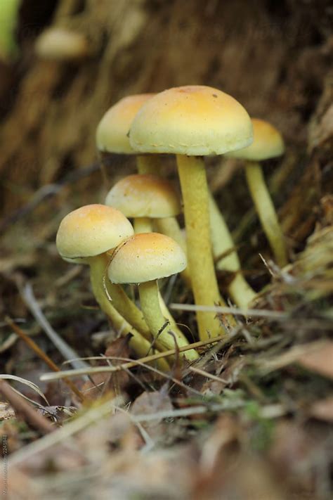 "Fungi In Forest" by Stocksy Contributor "Marcel" - Stocksy