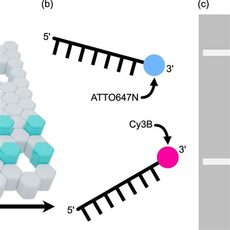 DNA origami design and imaging scheme (a) Graphical layout of the DNA ...