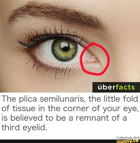 The plica semilunaris, the little fold of tissue in the corner of your eye, is believed to be a ...