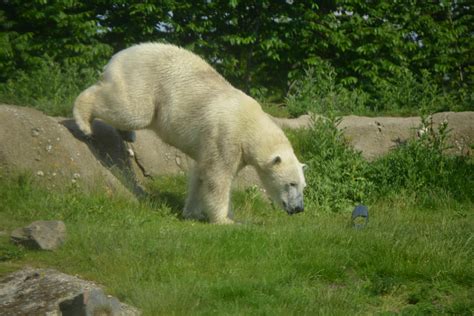 Polarbear Playing 2 (Zoo Animals) by Magicgirll91 on DeviantArt