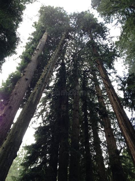 Muir Wooods Redwood National Forest Muir Woods California Tall Trees Red Woods Stock Photo ...