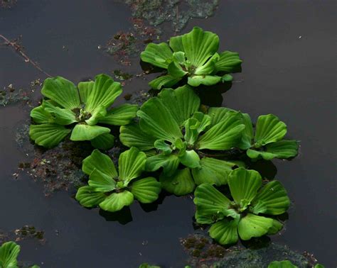 Flora of Mozambique: Species information: individual images: Pistia ...