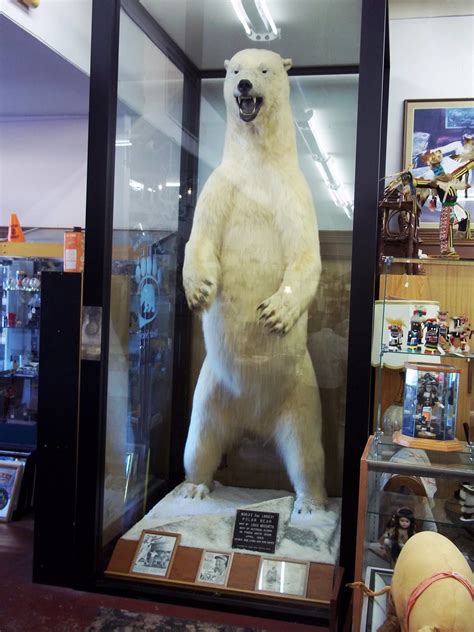 World Record Polar Bear