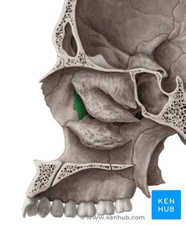 Hueso lagrimal: Anatomía, bordes y función | Kenhub