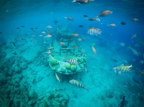 Fish and Snorkelling Curacao Views Stock Image - Image of colourful, underwater: 116028205