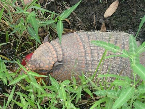 Armadillo | Animal Wildlife