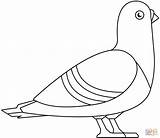 Pigeon coloring Page  Free Printable Coloring Pages sketch template