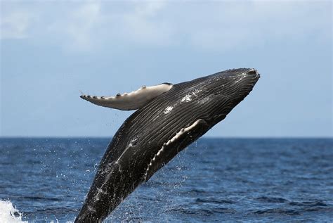 Humpback Whale Breaching Drawing